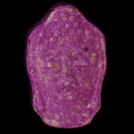 Buddha, extrem hochdosiertes MDMA, 20.11.2023 (Berlin)